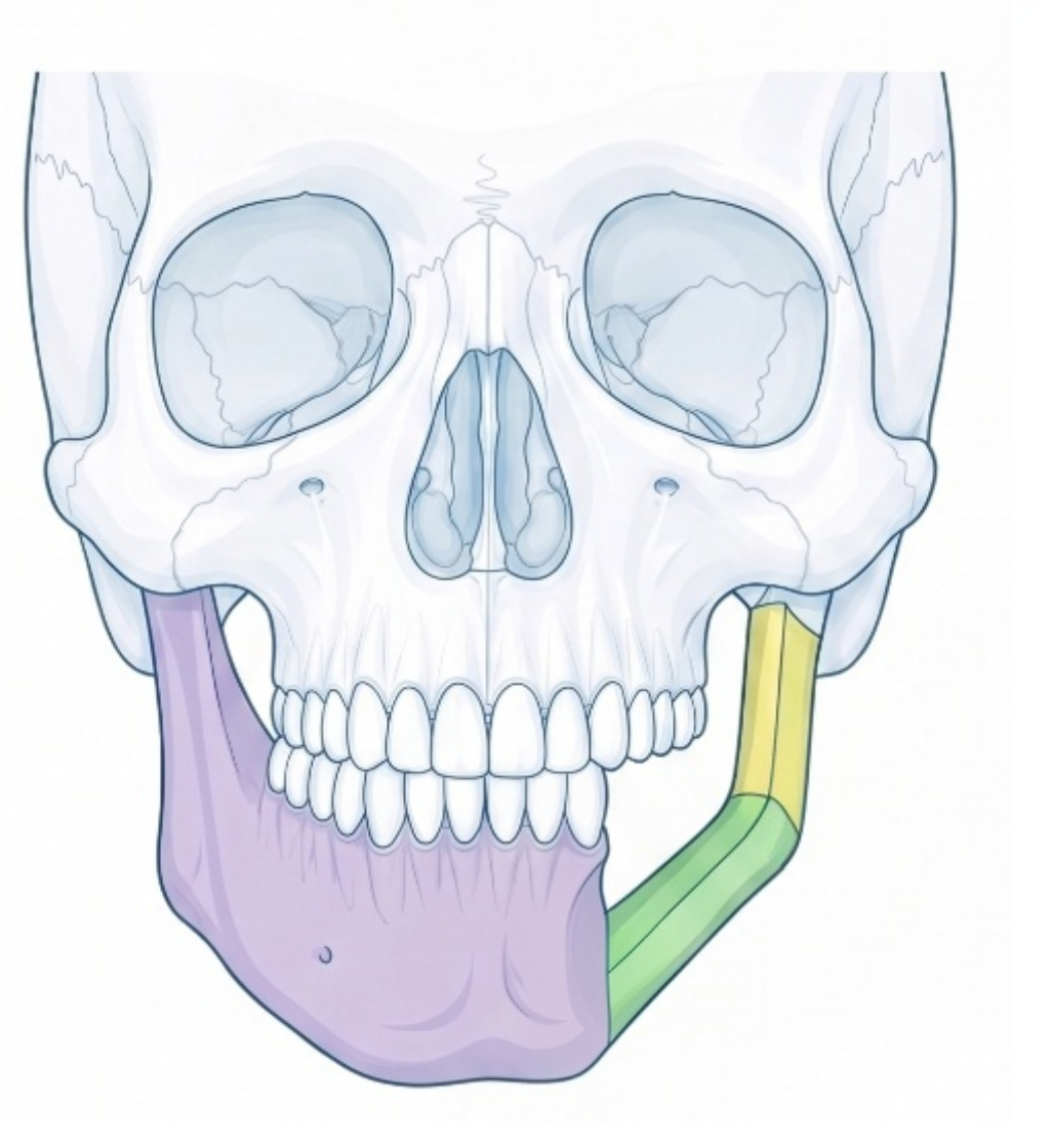 Frontal skull view with fibula mandibular reconstruction